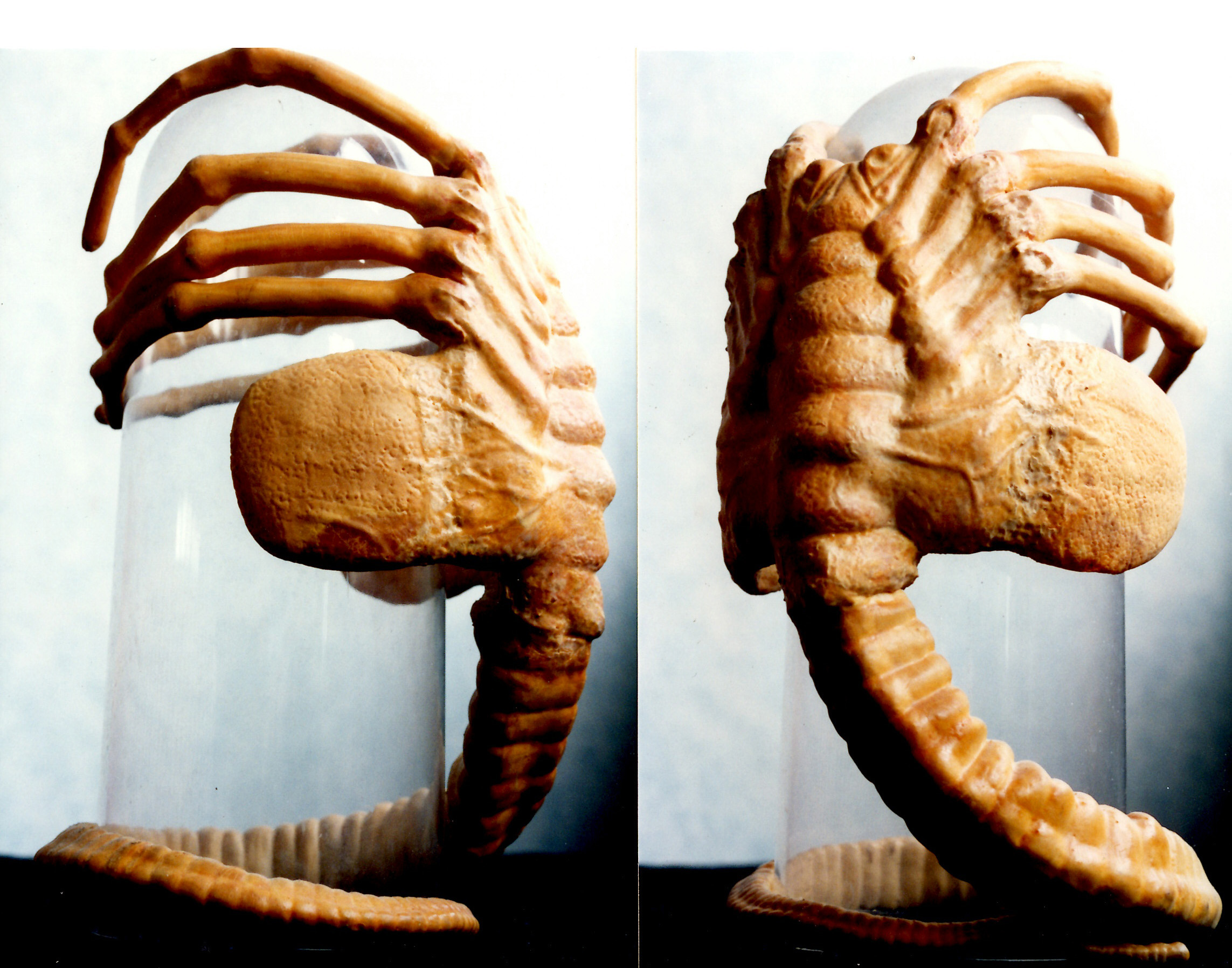 face hugger 1.jpg