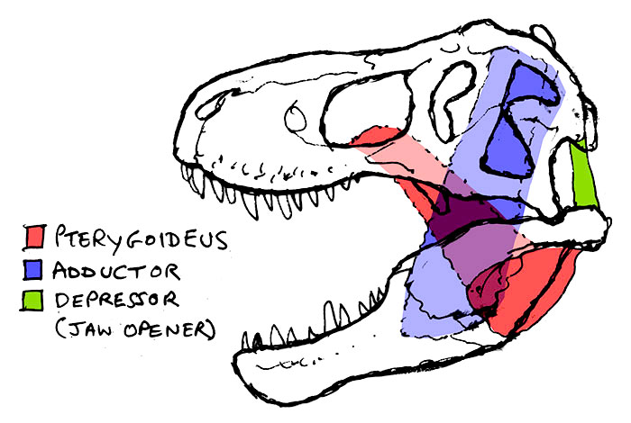 rex_jaw_muscle_diagram_by_strick67-dcijzdp.jpg