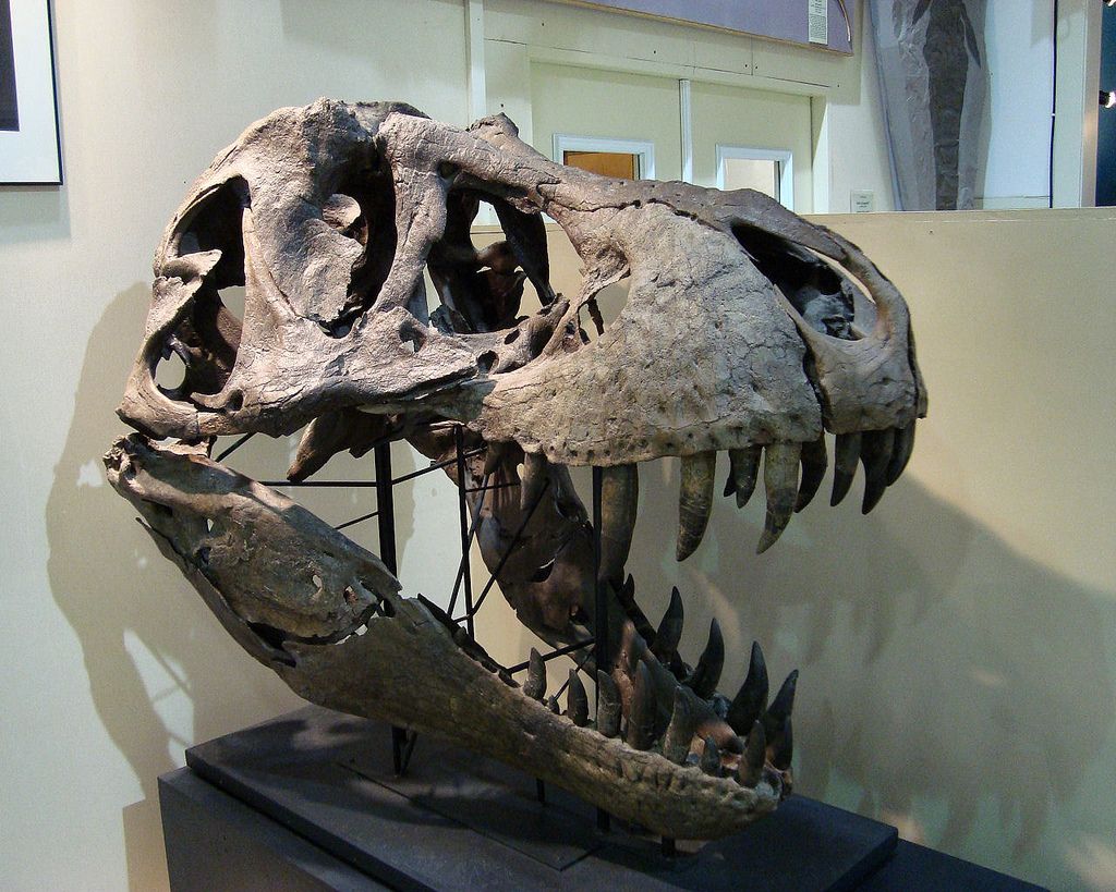 trex-dinosaur-skull-fossil-museum.jpg