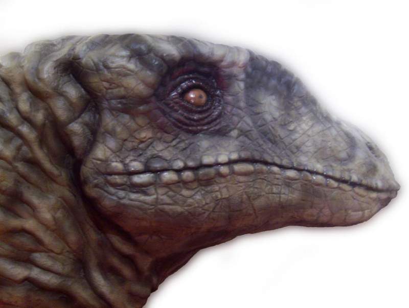 Raptor pic for folio 1